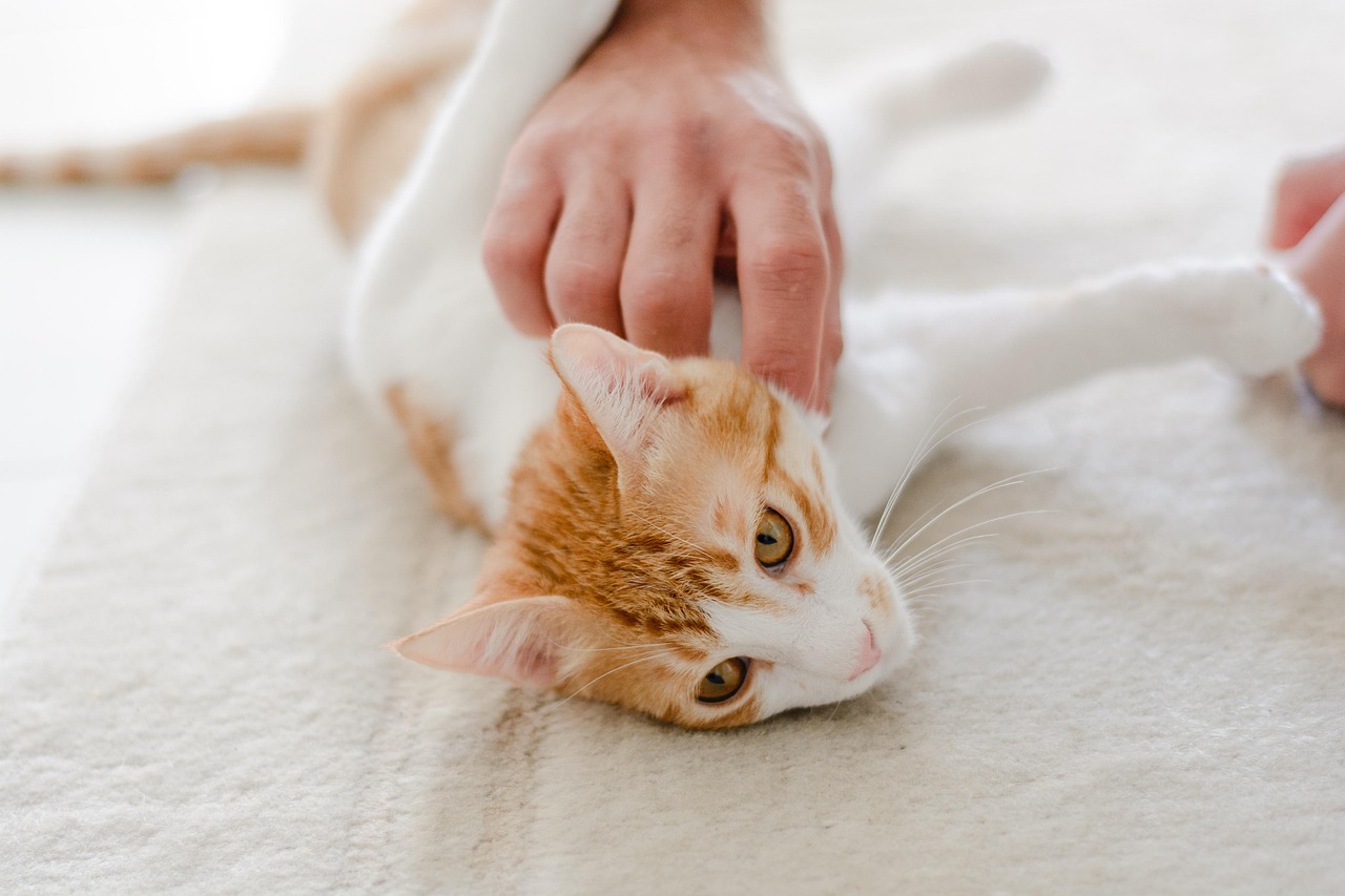 entdecken sie die wunderbare welt der haustiere! tipps zur pflege, ernährung und gesundheit für ihre treuen begleiter. alles, was sie über katzen, hunde und andere tiere wissen müssen!