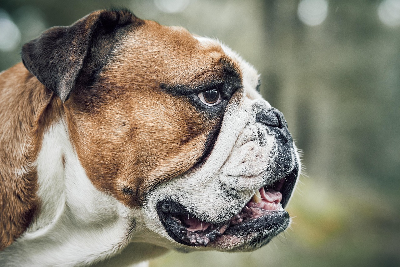 entdecken sie die welt der haustiere! alles über pflege, ernährung und gesundheit für ihre geliebten tiere. tipps und ratschläge für glückliche und gesunde tiere.