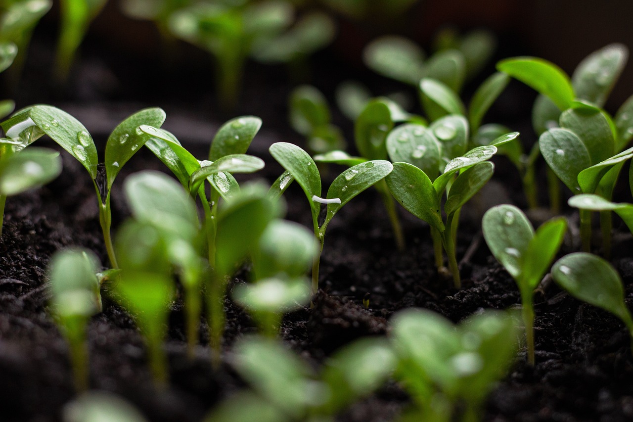 entdecken sie, wie sie nachhaltig leben können, um die umwelt zu schützen und ein bewussteres leben zu führen. tipps und inspiration für umweltfreundliche entscheidungen in ihrem alltag.