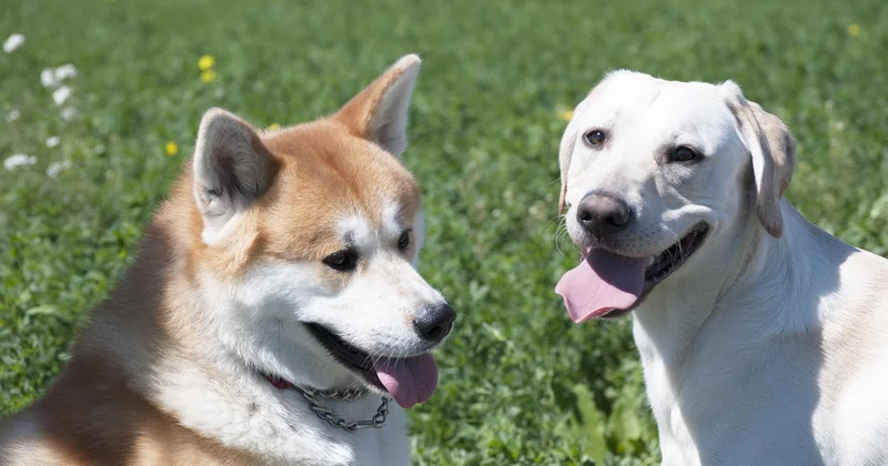 Lohnt sich ein Akita wirklich?
