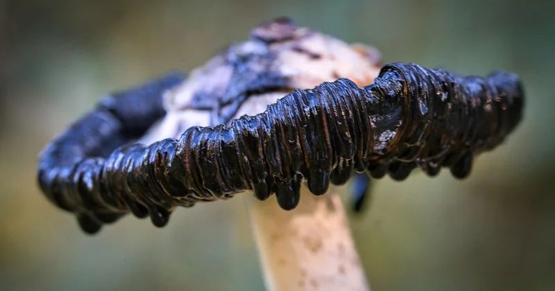 Was Cordyceps wirklich kann – und was nicht