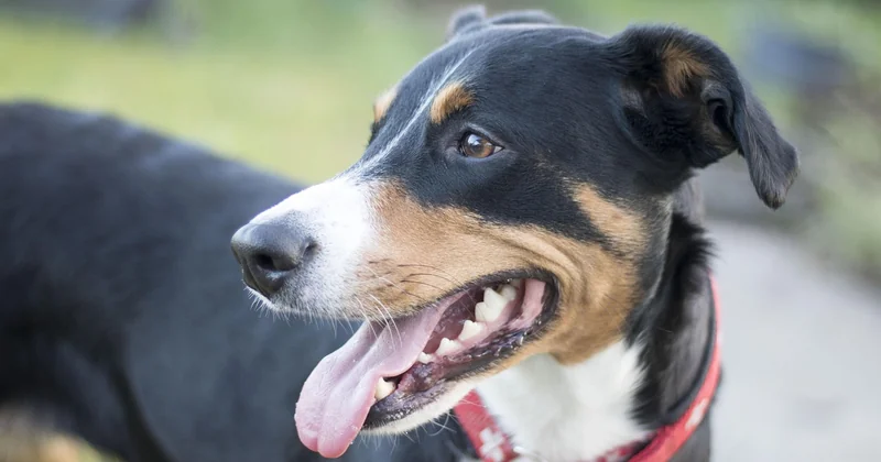 Belgischer Schäferhund kaufen: Wo und mit welchem Budget?