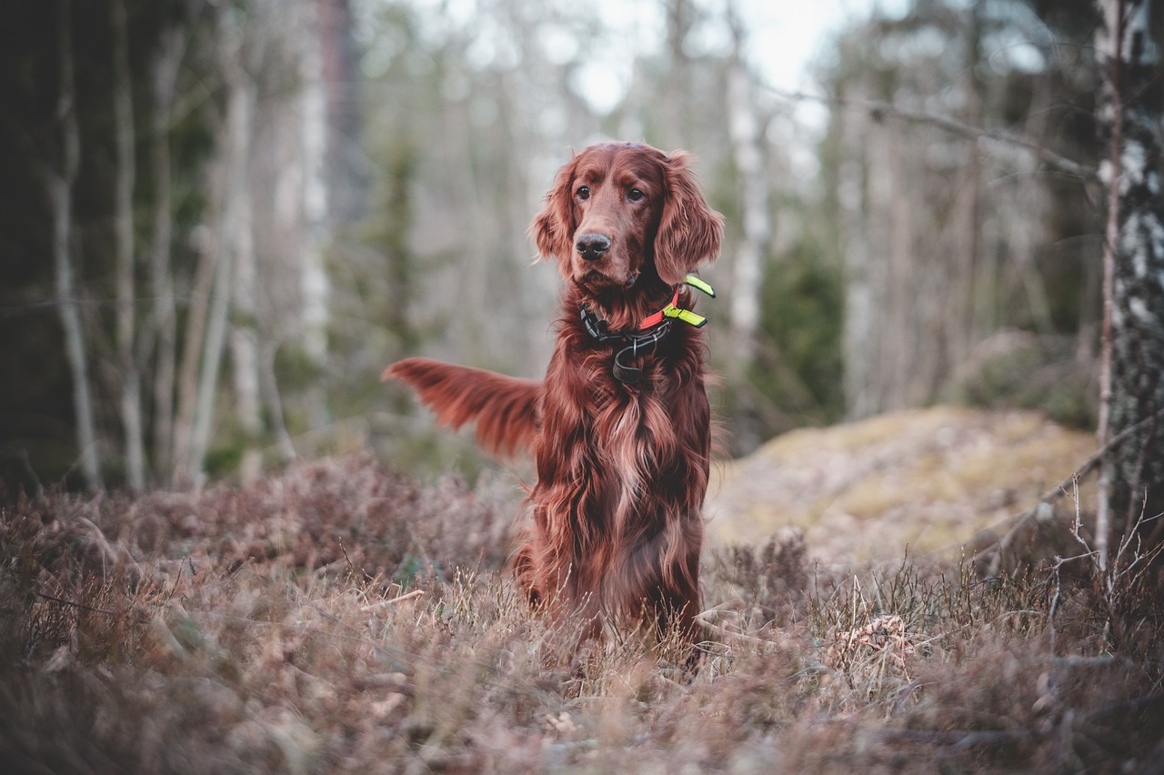 Hund: Tipps für die richtige Erziehung und Pflege