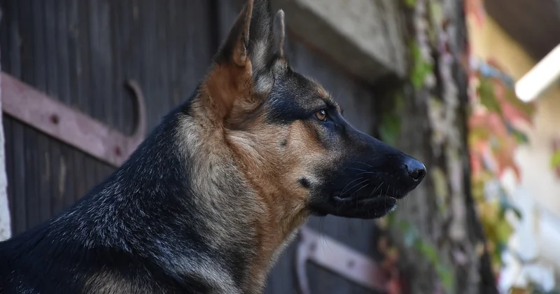 Belgischer Schäferhund Temperament: Was steckt wirklich drin?