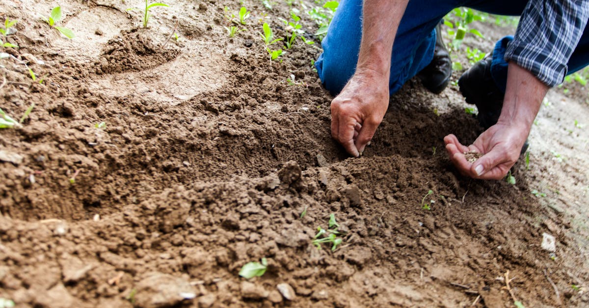 Gartenpflege: Tipps für eine gesunde und blühende Gartenlandschaft