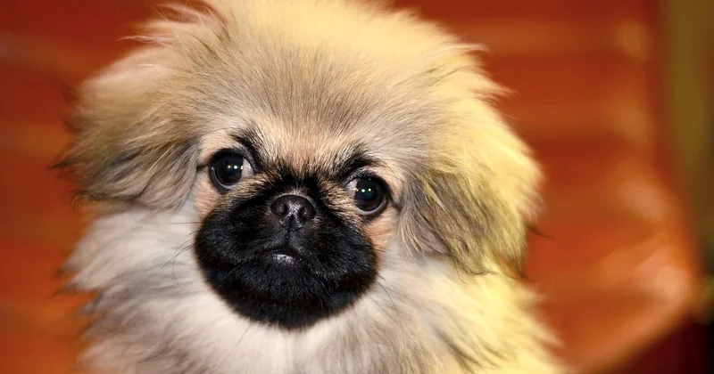 Belgischer Schäferhund Welpe: Worauf Sie bei der Auswahl achten sollten