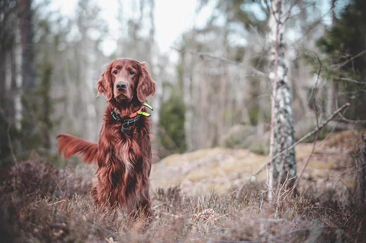 Effektive Methoden für das Hundetraining