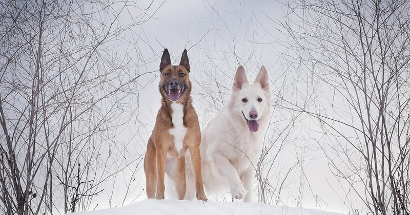 Belgischer Schäferhund: Alles zu Wesen, Haltung und Pflege