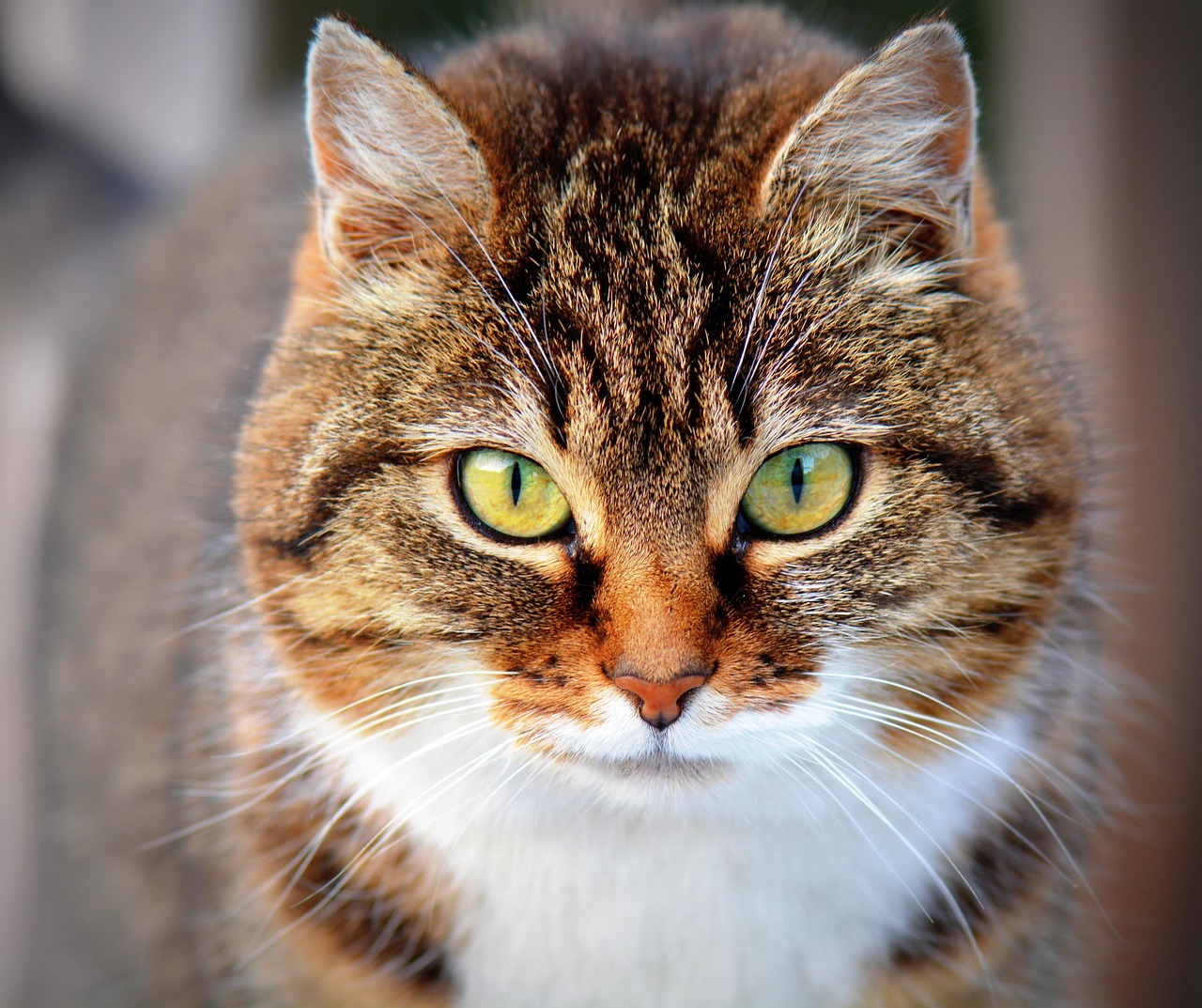 Katze: Tipps zur optimalen Pflege und Haltung Ihrer Samtpfote