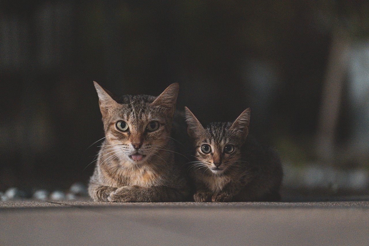 entdecken sie die besten tipps und ratschläge zur auswahl und pflege von haustieren für die ganze familie. von hunden und katzen bis hin zu kleintieren - sorgen sie für das wohlbefinden ihrer tierischen freunde!