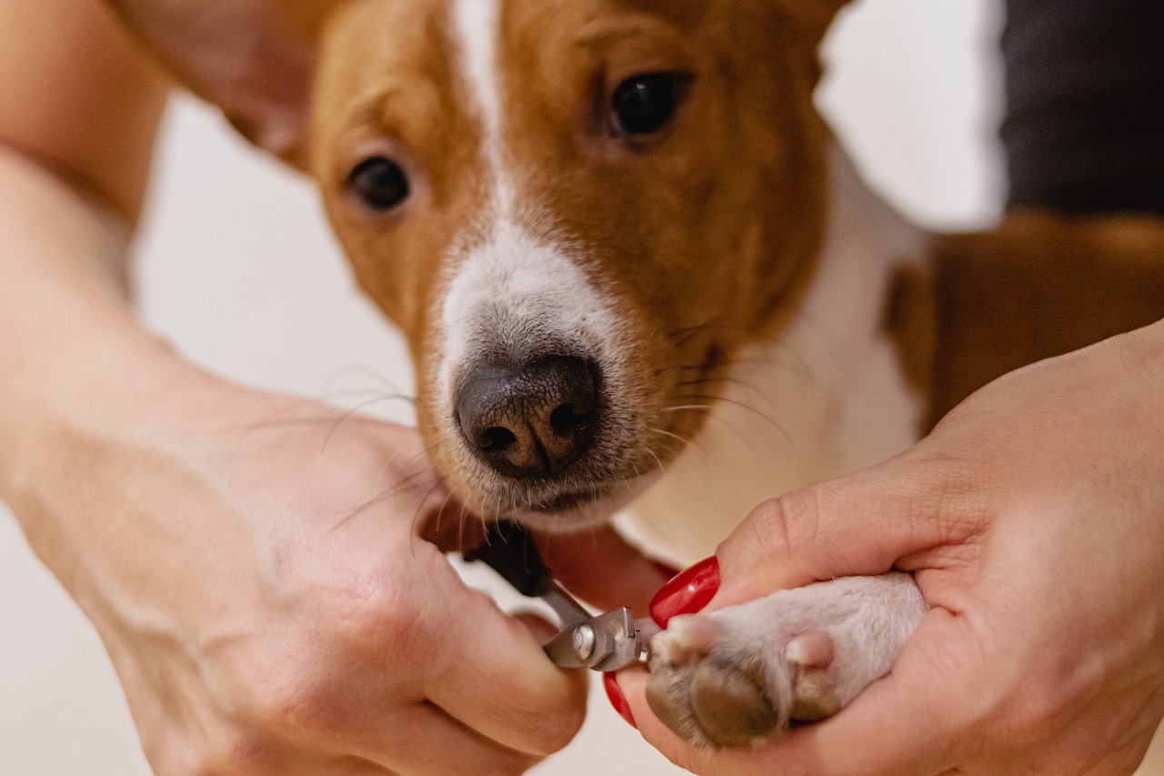 entdecken sie alles, was sie für die liebevolle pflege ihrer haustiere benötigen. von nahrung und spielzeug bis hin zu gesundheits- und wellness-tipps – sorgen sie für das wohlbefinden ihrer tierischen begleiter.