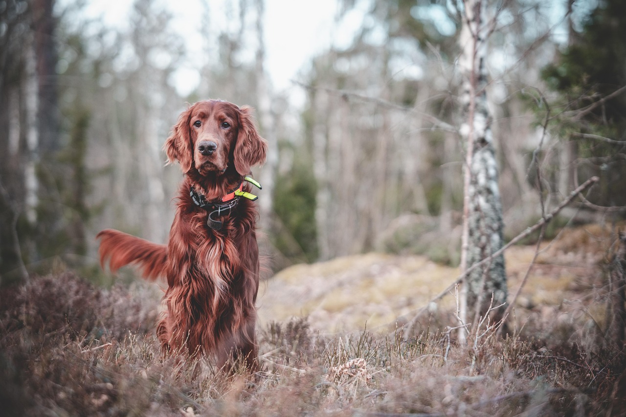 erleben sie effektives hundetraining, das auf positive verstärkung und individuelle bedürfnisse abgestimmt ist. verbessern sie das verhalten und die bindung zu ihrem hund durch professionelle trainingsmethoden!