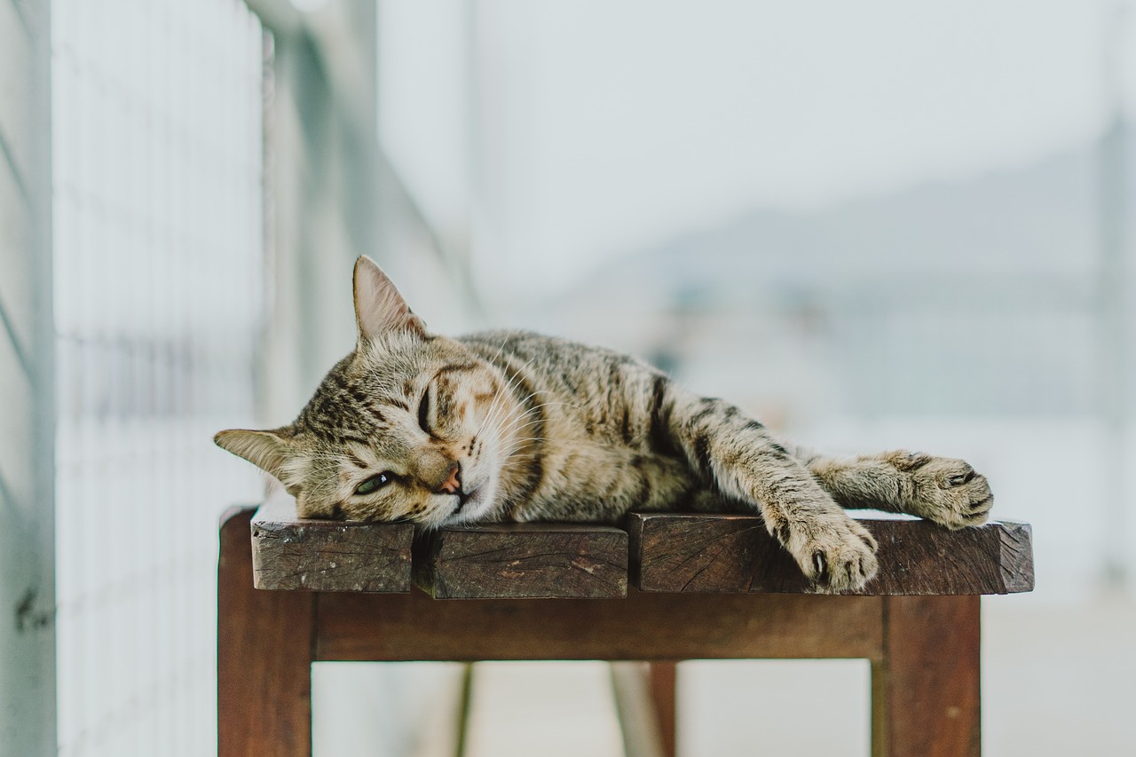 entdecken sie alles über die katzenpflege! tipps zur fütterung, gesundheit und hygiene ihrer geliebten katze für ein langes und glückliches leben.