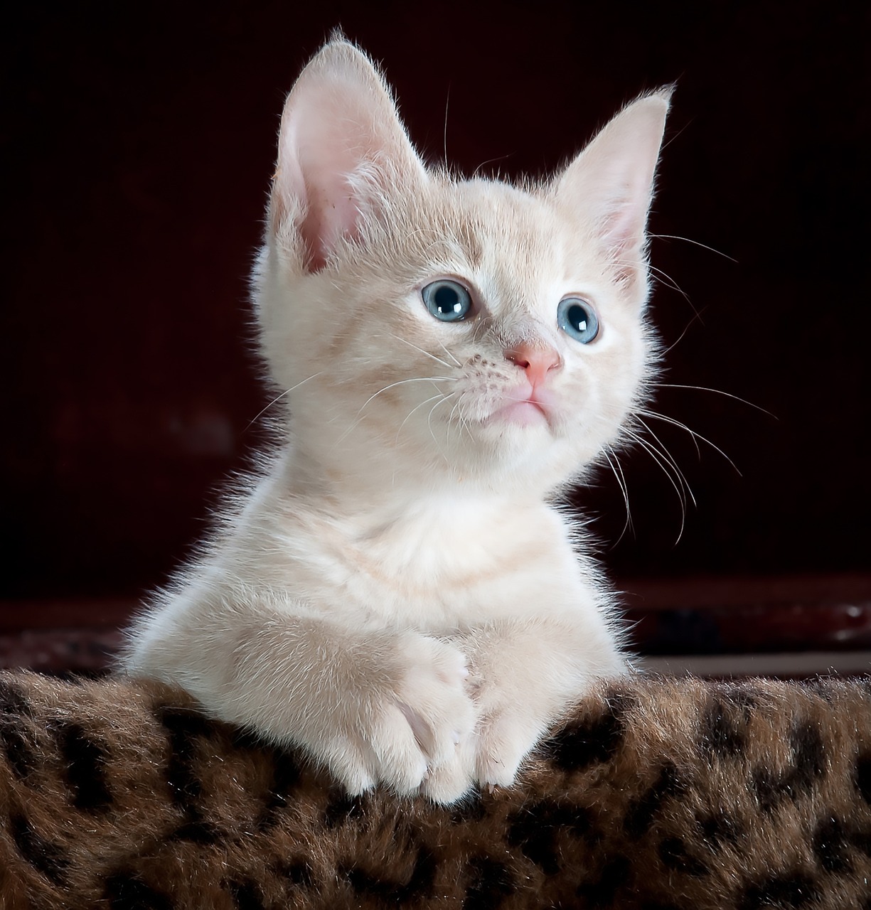 entdecken sie unsere hochwertige katzenfutter-auswahl, die speziell entwickelt wurde, um die gesundheit und das wohlbefinden ihrer katze zu fördern. leckere resepte, natürliche zutaten und vielfältige geschmacksrichtungen für jeden feinschmecker. verwöhnen sie ihre katze mit der besten ernährung!