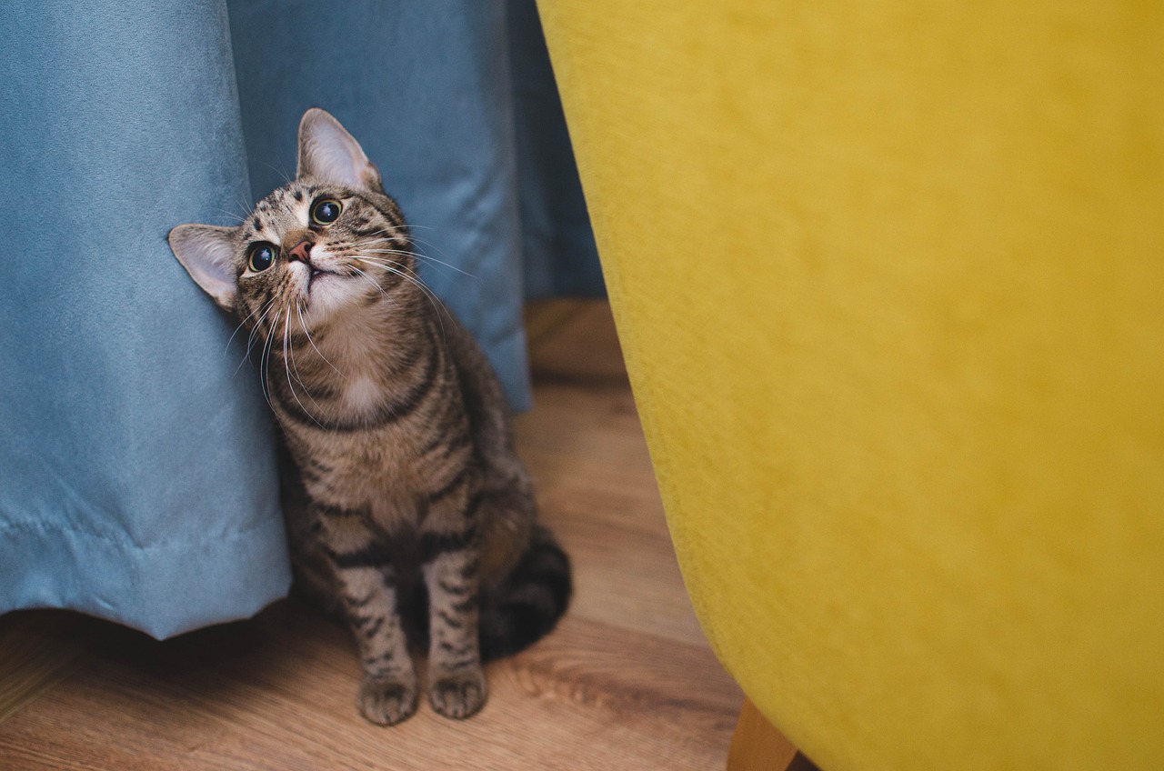 entdecken sie unser hochwertiges katzenfutter, das speziell entwickelt wurde, um die gesunde ernährung ihrer katze zu unterstützen. mit natürlichen zutaten und ausgewogenen nährstoffen sorgen wir für das wohlbefinden und die vitalität ihrer samtpfote.