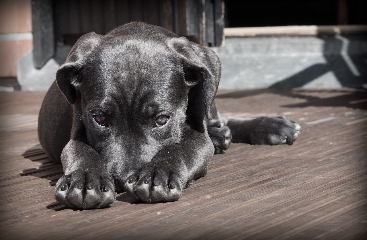 entdecken sie die besten tipps zur hundepflege, um das wohlbefinden ihres vierbeinigen freundes zu sichern. erfahren sie mehr über ernährung, hygiene und training für glückliche und gesunde hunde.