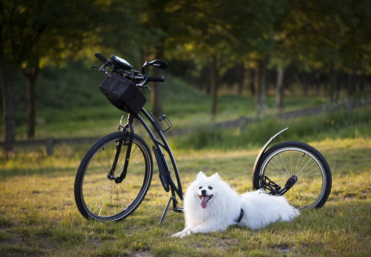 entdecken sie effektive methoden und techniken für das hundetraining. lernen sie, wie sie das verhalten ihres hundes verbessern und eine starke bindung aufbauen können. ideal für anfänger und erfahrene hundebesitzer!