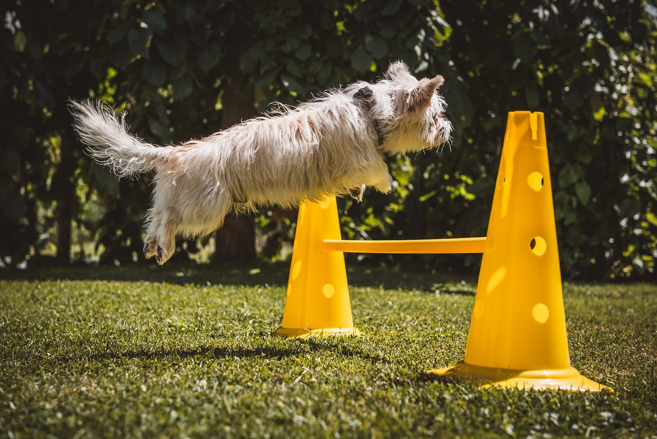 erfahren sie alles über die besten methoden und techniken des hundetrainings. verbessern sie das verhalten ihres hundes und stärken sie die bindung zwischen ihnen und ihrem treuen begleiter.