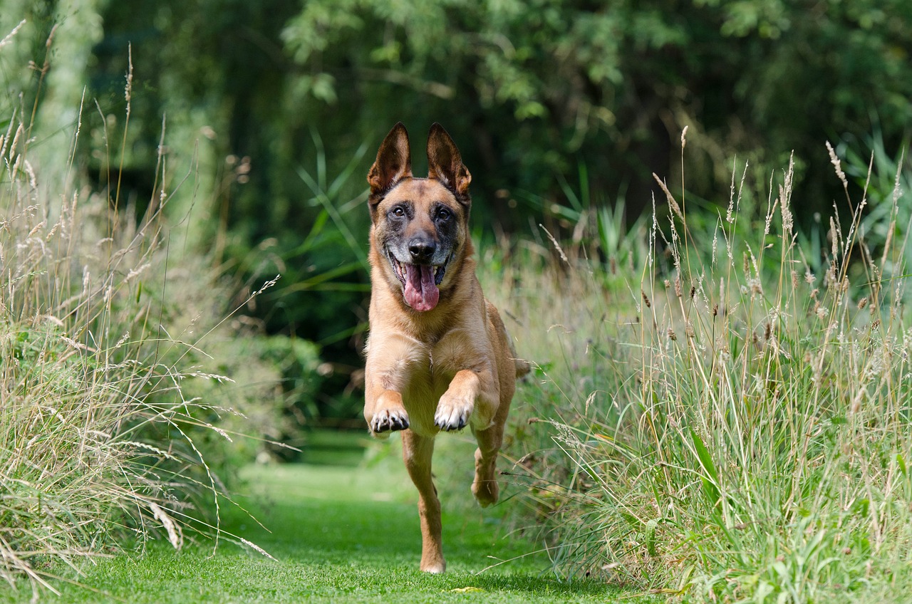 entdecken sie effektive methoden für das hundetraining, die ihnen helfen, eine starke bindung zu ihrem hund aufzubauen und sein verhalten positiv zu beeinflussen. lernen sie professionelle tipps und techniken für ein glückliches und gut erzogenes haustier.