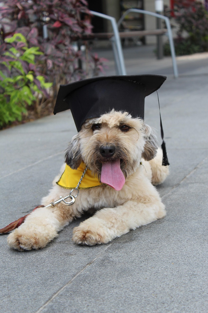 entdecken sie effektive methoden für das hundetraining. verbessern sie das verhalten ihres hundes mit unseren tipps und techniken für ein harmonisches zusammenleben.