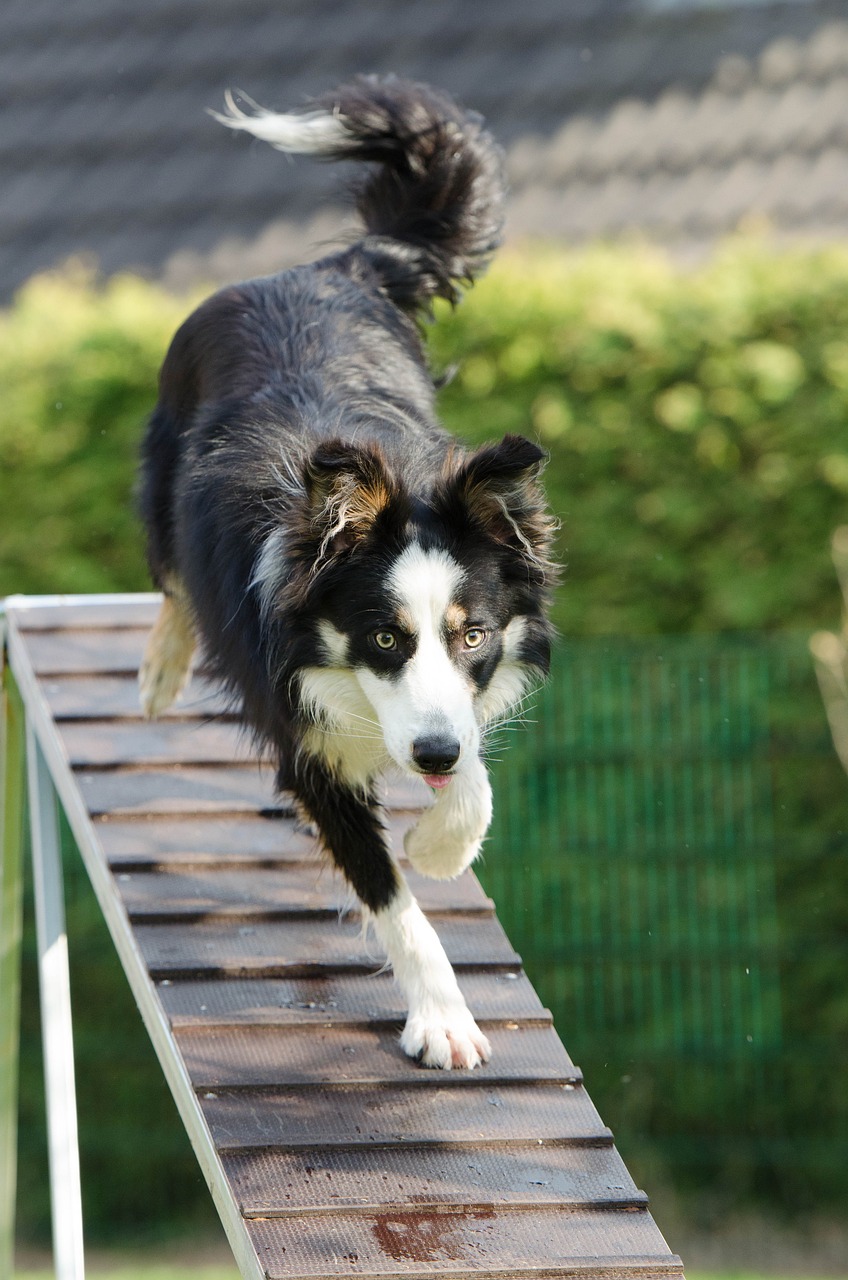 hunderziehung leicht gemacht! entdecken sie effektive methoden und tipps für ein harmonisches zusammenleben mit ihrem hund. von grundkommandos bis zur verhaltenskorrektur – optimieren sie das training für ein glückliches hundeleben.