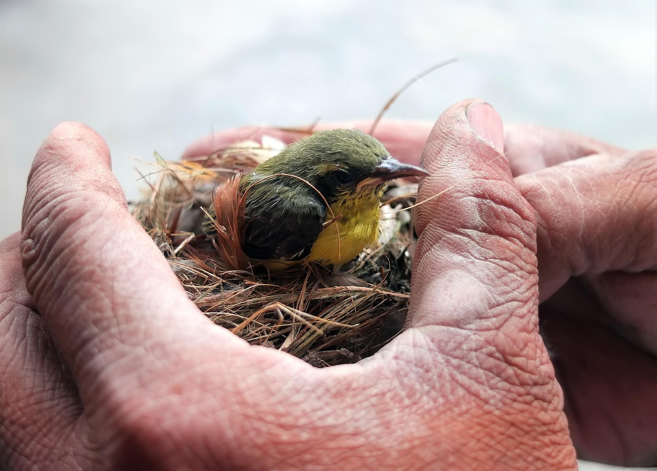 entdecken sie die inspirierende welt der rettungstiere. erfahren sie, wie tierschutzorganisationen bedürftige tiere helfen und wie auch sie einen unterschied machen können. schließen sie sich uns an, um das leben von geretteten tieren zu verbessern!