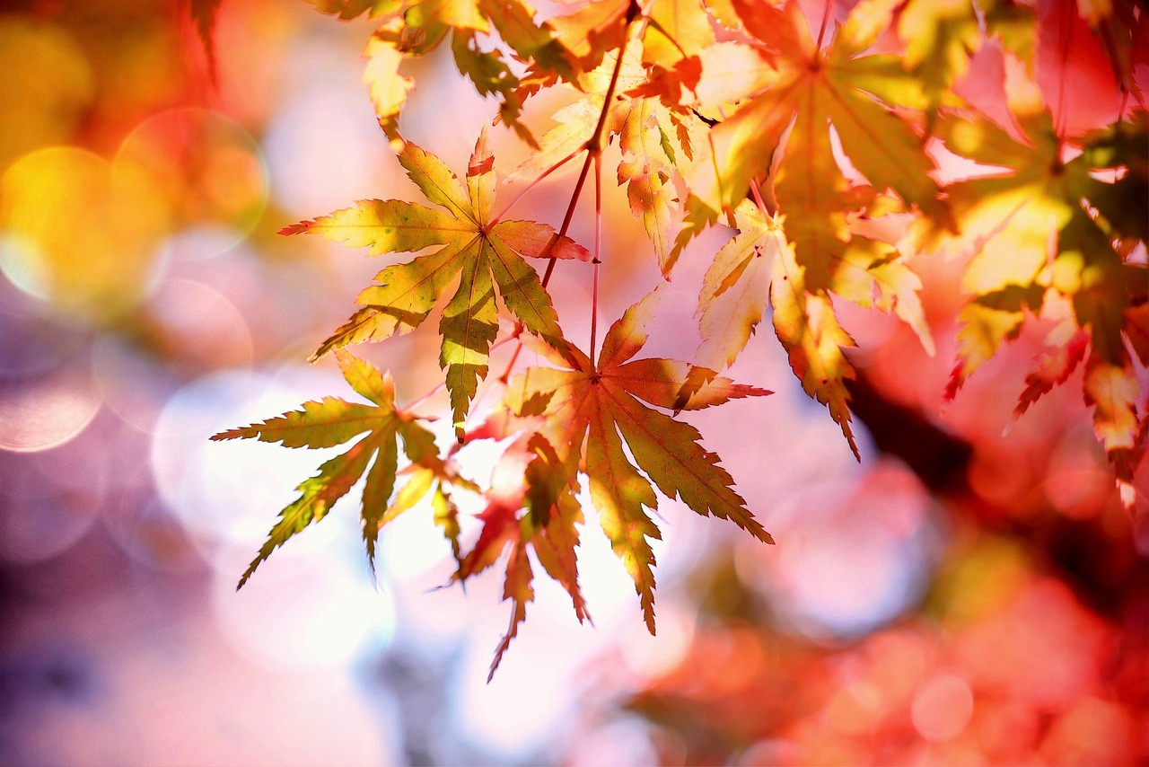 entdecken sie die neuesten herbsttrends, die ihren look in dieser saison aufpeppen! lassen sie sich von frischen farben, gemütlichen stoffen und stilvollen accessoires inspirieren.