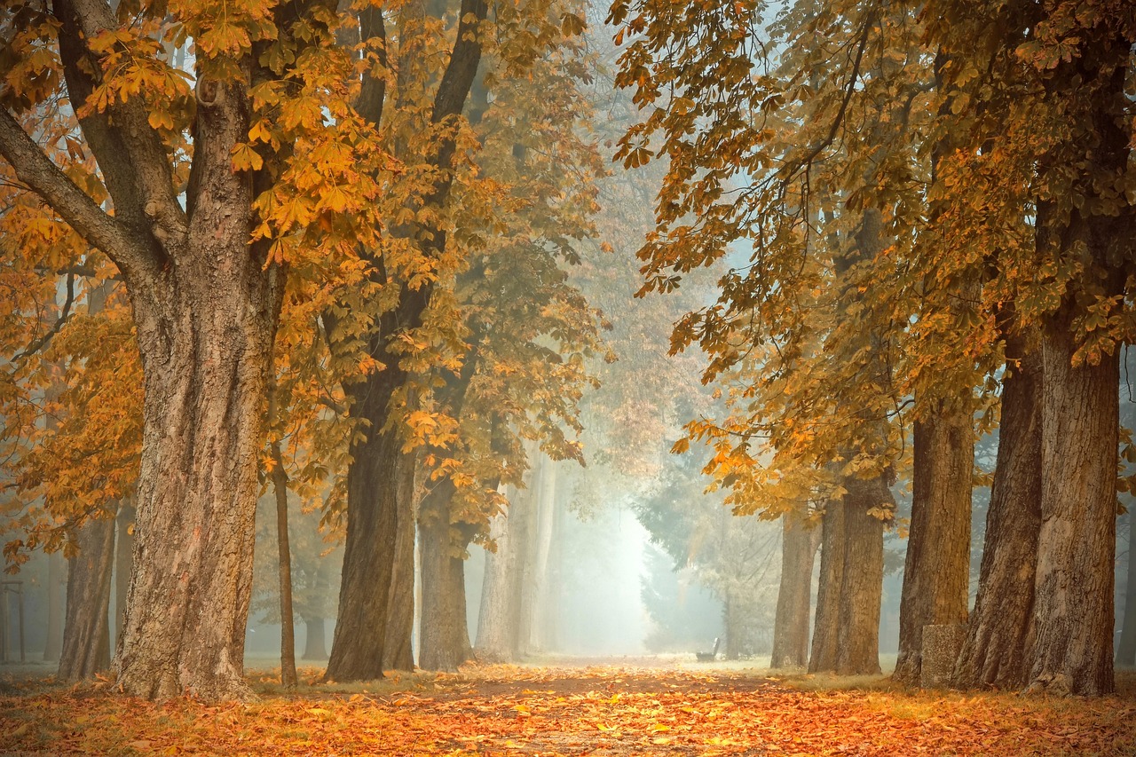 entdecken sie die neuesten herbsttrends für 2023! von stylischen outfits bis hin zu gemütlicher wohnkultur – lassen sie sich von den aktuellen farbpaletten und mustern inspirieren, um ihren herbstlook und ihr zuhause zu verschönern.
