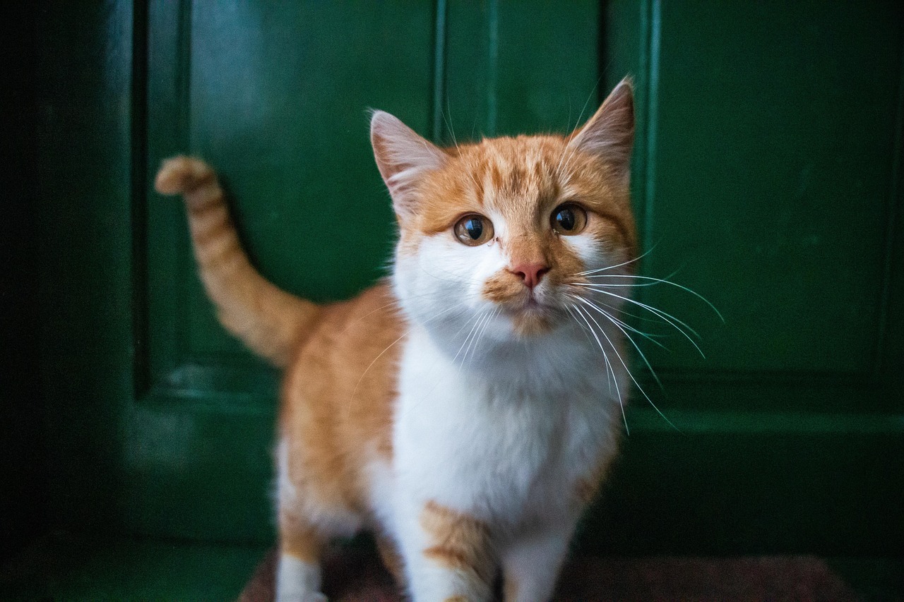 entdecken sie hilfreiche tipps zur katzenpflege, um das wohlbefinden ihrer katze zu gewährleisten. erfahren sie mehr über ernährung, hygiene und gesundheit, um ihrem pelzigen freund ein glückliches leben zu ermöglichen.