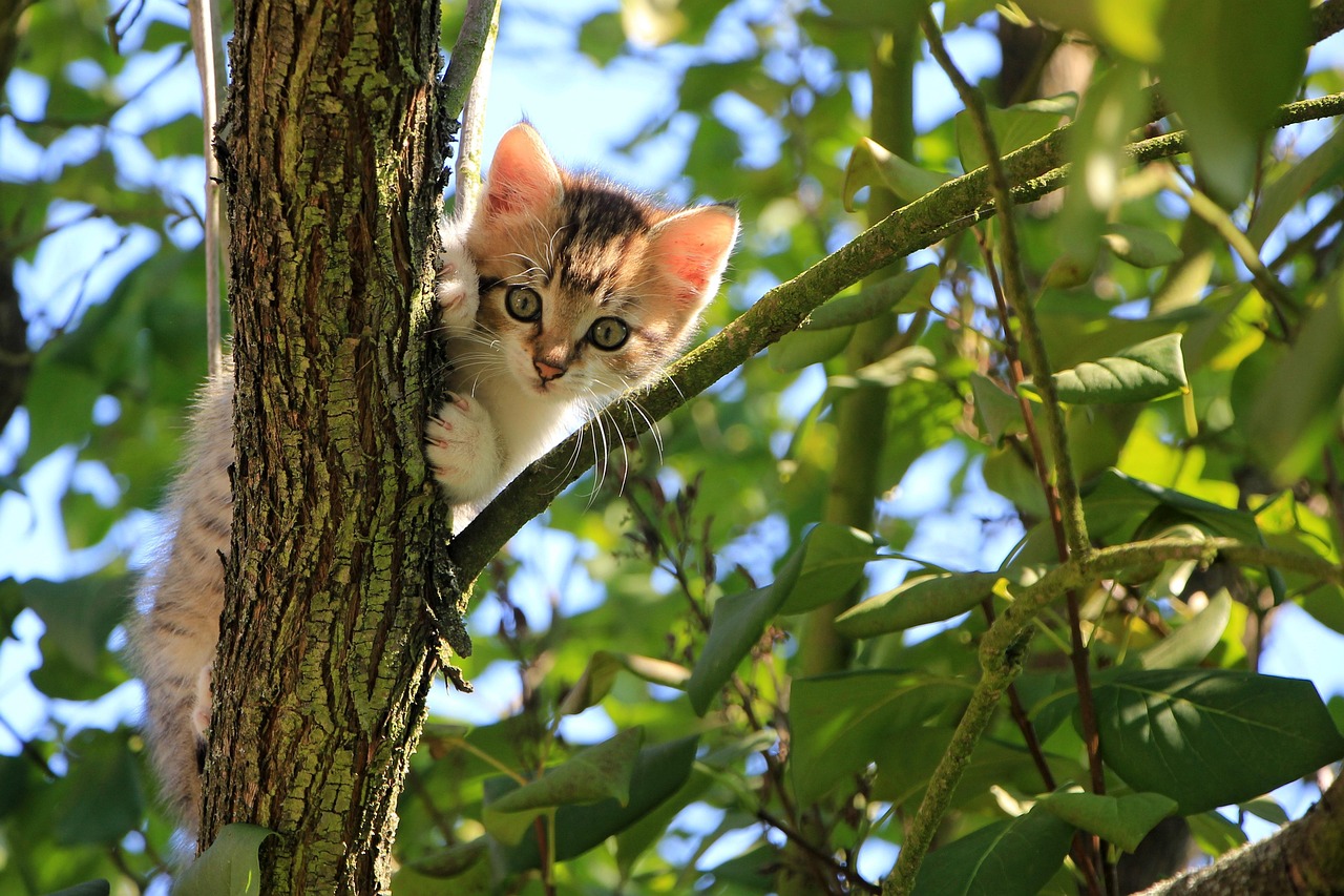 entdecken sie hilfreiche tipps und ratschläge zur katzenpflege, um das wohlbefinden ihrer samtpfote zu fördern. von ernährung über gesundheit bis hin zu pflege – alles was sie wissen müssen, um ihrer katze ein glückliches leben zu ermöglichen.