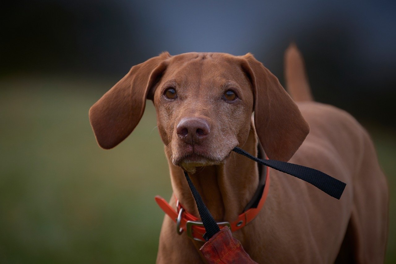 erfahren sie, wie sie ihren hund richtig trainieren können mit effektiven methoden und tipps. verbessern sie das verhalten ihres vierbeiners und fördern sie eine starke bindung zu ihrem treuen begleiter.
