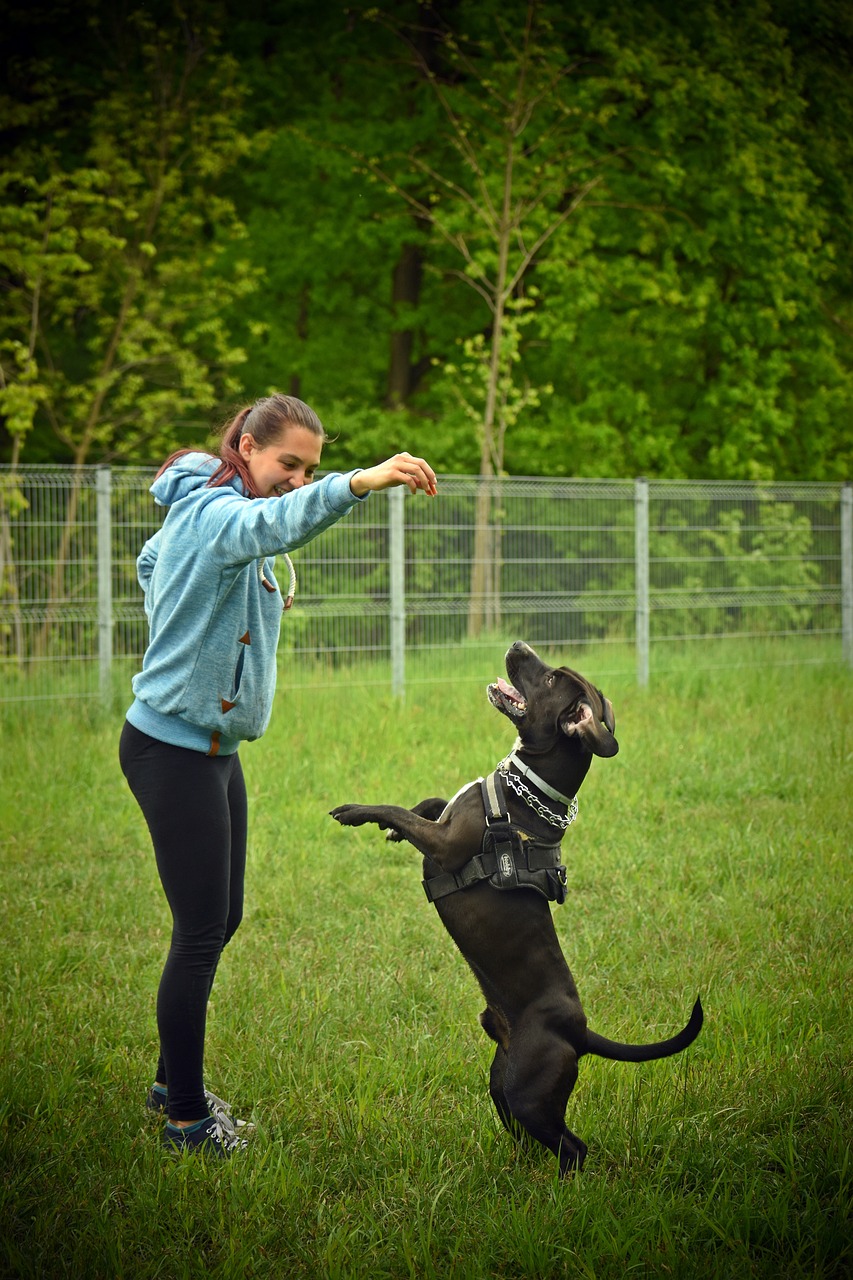erfahren sie alles über hundetraining: tipps, techniken und methoden, um das verhalten ihres hundes zu verbessern. gestalten sie eine harmonische beziehung zu ihrem vierbeinigen freund durch effektive trainingseinheiten.