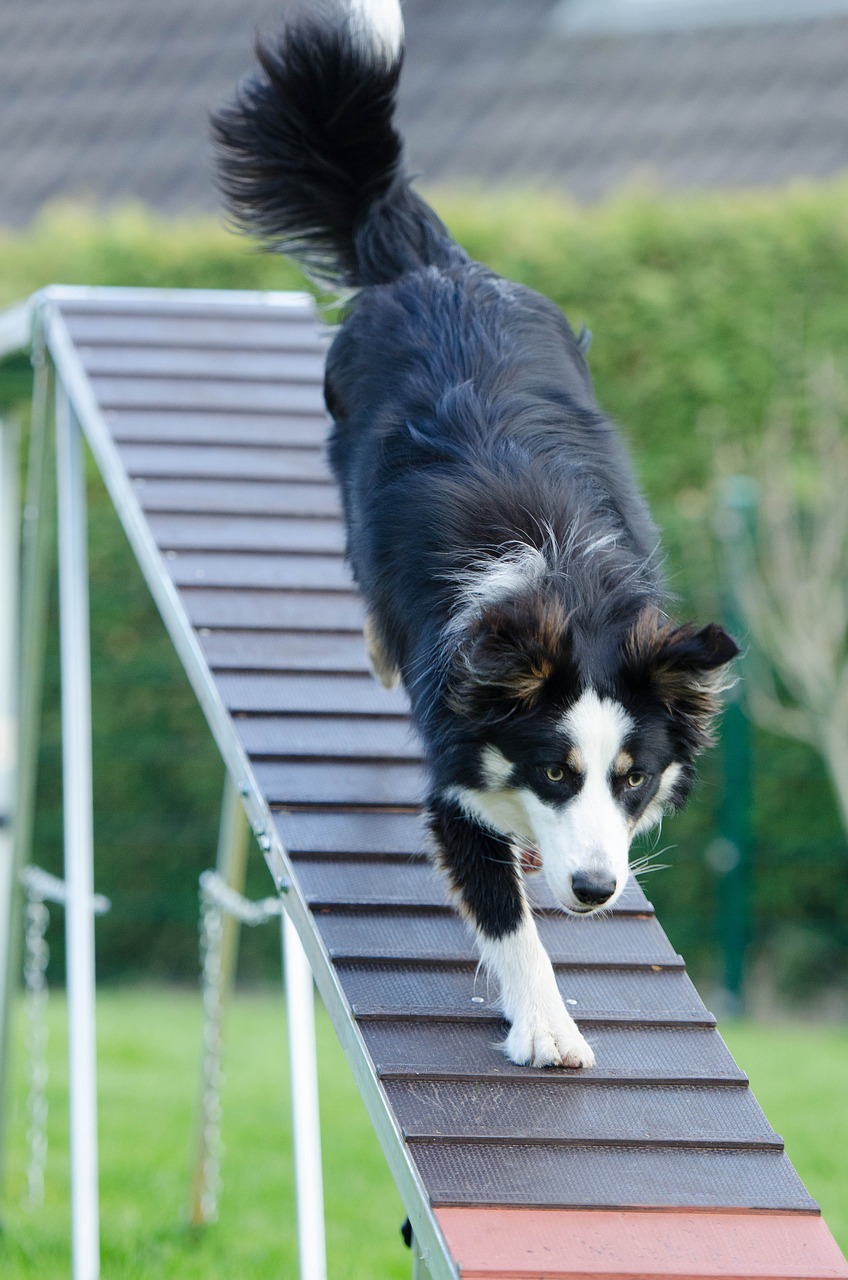 erfahren sie, wie sie ihren hund effektiv trainieren können. unsere tipps und techniken helfen ihnen, eine starke bindung zu ihrem vierbeiner aufzubauen und sein verhalten zu verbessern.