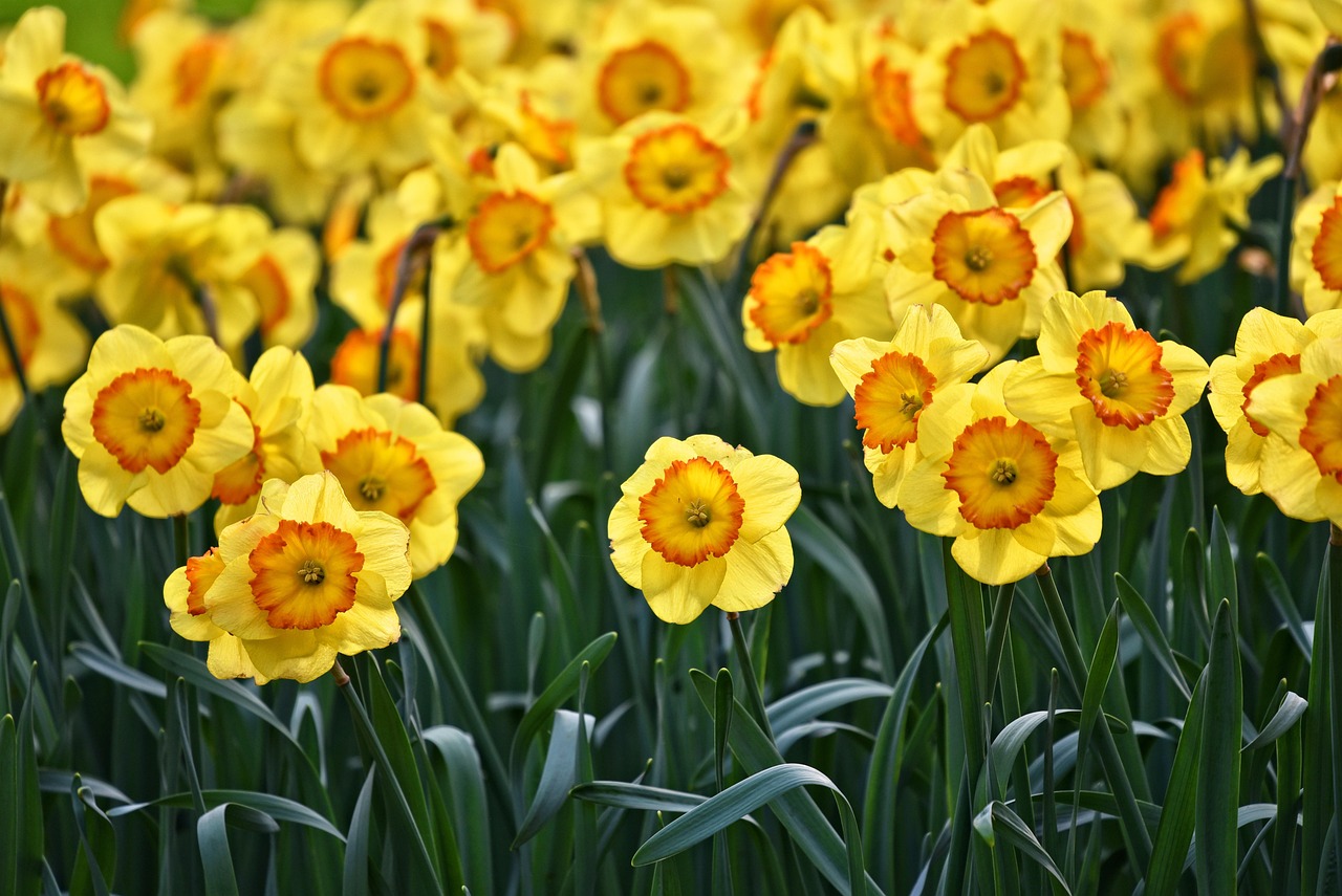 entdecken sie die welt des gärtnerns mit tipps, tricks und inspirierenden ideen, um ihren garten zum blühen zu bringen. erfahren sie, wie sie pflanzen pflegen, gestalten und ernten.