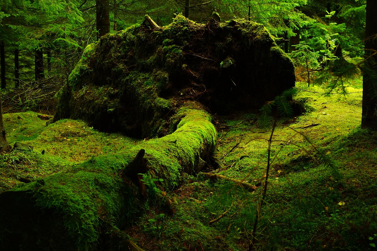 entdecken sie die faszinierende welt der 'fallen words' - eine fesselnde erzählung über verlorene erinnerungen und die kraft der worte. lassen sie sich von einer einzigartigen geschichte mitreißen, die sowohl zum nachdenken anregt als auch emotional berührt.