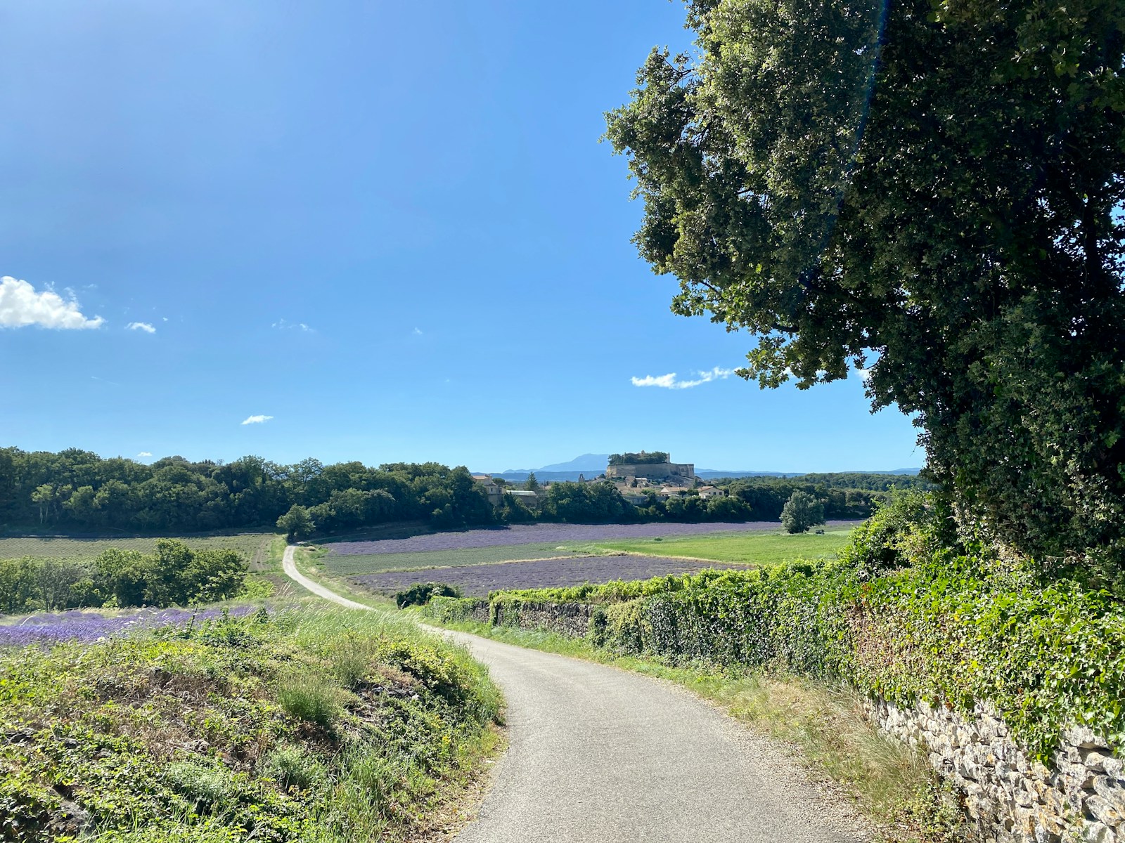 a dirt road in the middle of a field